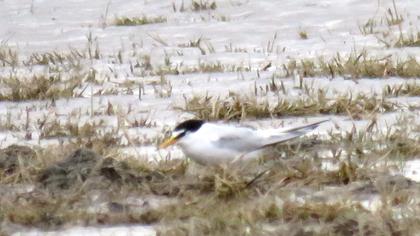 Little Tern