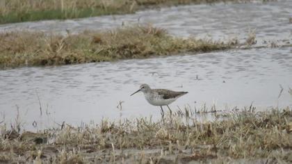 Marsh Sandpiper