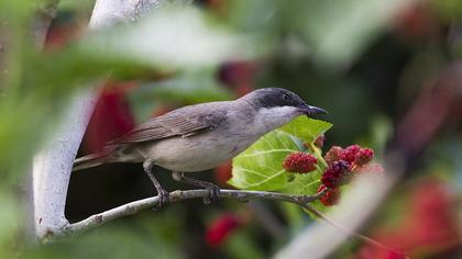 Eastern Orphean Warbler