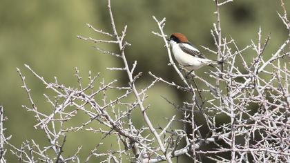 Woodchat Shrike