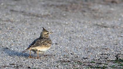 Crested Lark