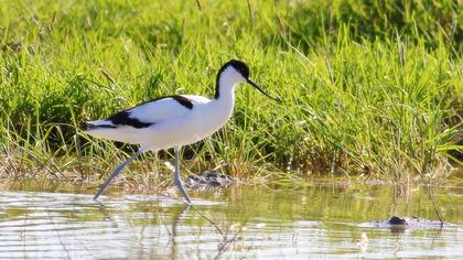 Pied Avocet