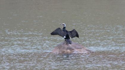 Great Cormorant