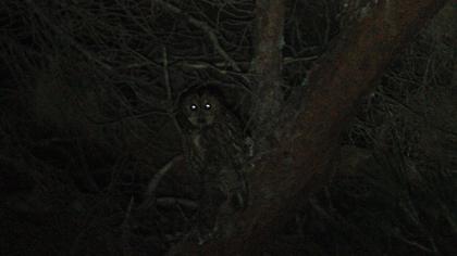 Tawny Owl