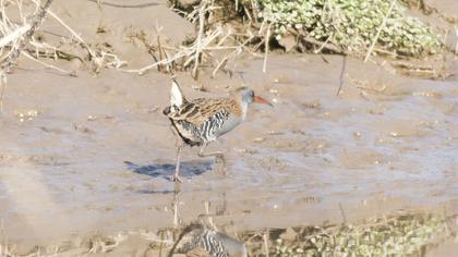 Water Rail