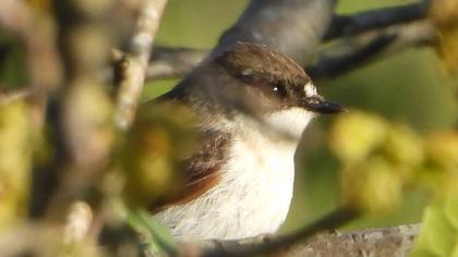 European Pied Flycatcher