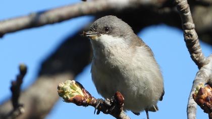 Lesser Whitethroat