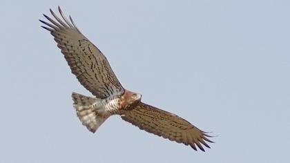 Short-toed Snake Eagle