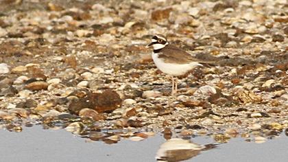 Halkalı küçük cılıbıt