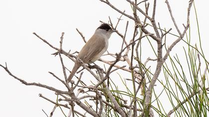 Karabaşlı ötleğen