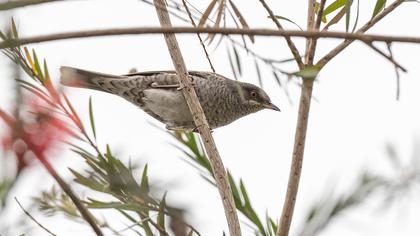 Barred Warbler