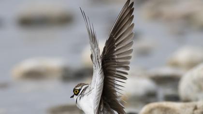 Little Ringed Plover