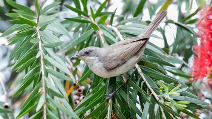 Eastern Orphean Warbler