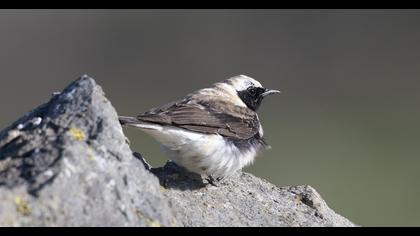 Black-eared Wheatear