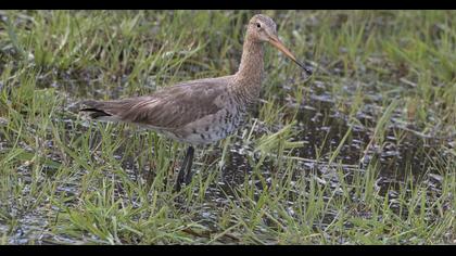 Black-tailed Godwit