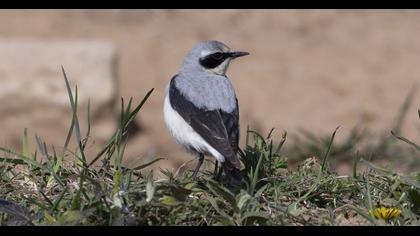 Northern Wheatear