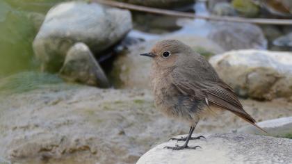 Black Redstart