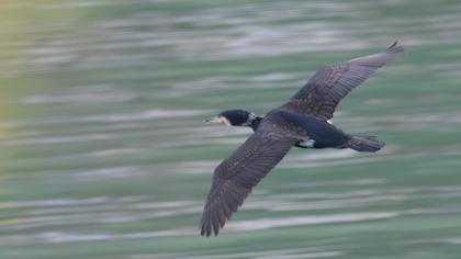Great Cormorant