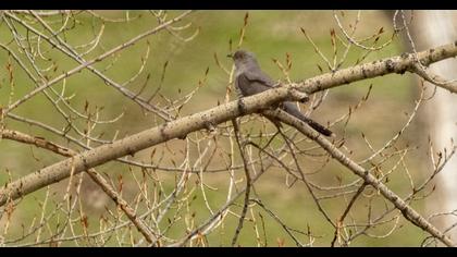 Common Cuckoo