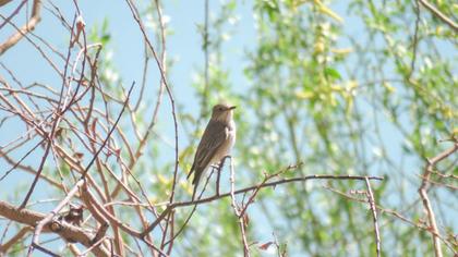 Spotted Flycatcher