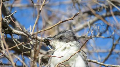 Great Spotted Cuckoo