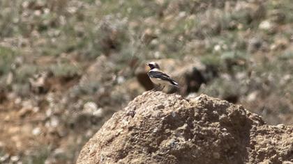 Black-eared Wheatear