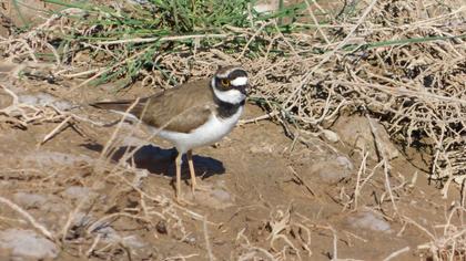 Little Ringed Plover