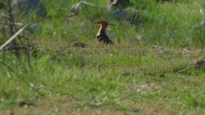 Eurasian Hoopoe