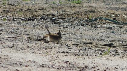 Crested Lark