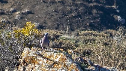 Common Wood Pigeon