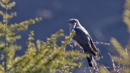 Common Cuckoo