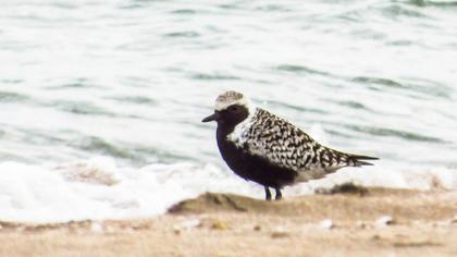 Grey Plover