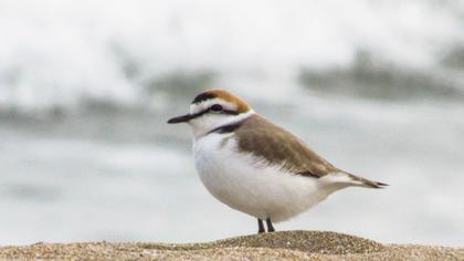 Kentish Plover