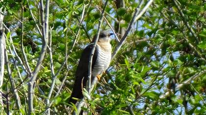 Common Cuckoo