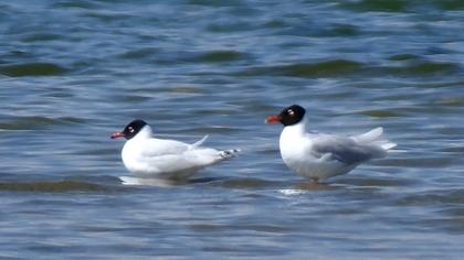 Mediterranean Gull