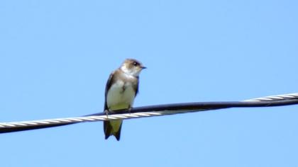 Sand Martin