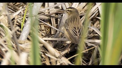 Sedge Warbler