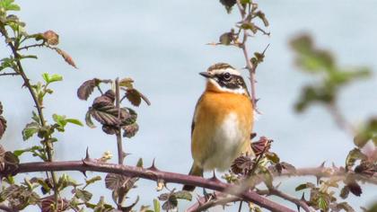 Whinchat