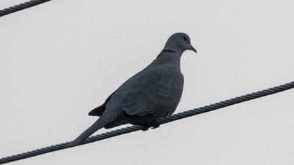 Eurasian Collared Dove