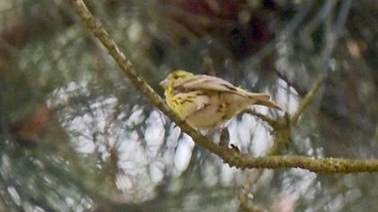 European Serin