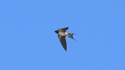 Barn Swallow