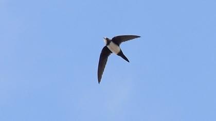 Alpine Swift