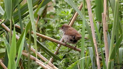 Eurasian Reed Warbler