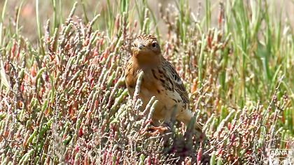Red-throated Pipit