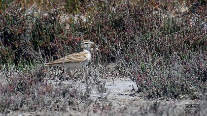 Greater Short-toed Lark