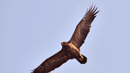 Steppe Eagle