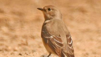 Semicollared Flycatcher