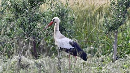 White Stork