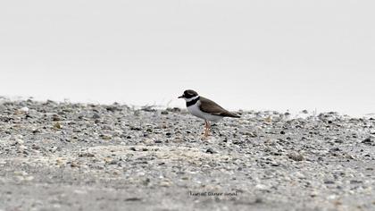 Common Ringed Plover