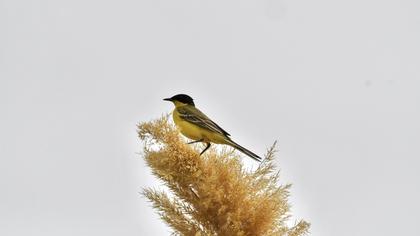 Western Yellow Wagtail